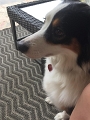 Kids_DogsChillinOutBack-2017 (1)